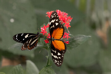 Deux papillons se nourrissent de nectar sur une fleur rouge.