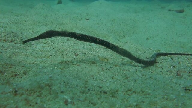 Bent Stick Pipefish rests on the sandy bottom around a coral reef; sways in the current to camouflage itself.