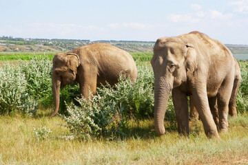 Fototapeta na wymiar Herd of Elephants walking, summer sunny day