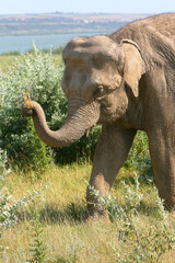 African elephant eating grass, summer sunny day