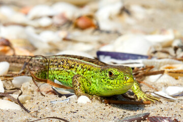 European green lizard with blue and yellow body color on light sand background