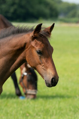 Obraz premium Uważny brązowy źrebak z głową i grzywą w zbliżeniu