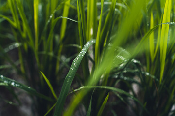 Rice fields Water in rice fields before planting in the rainy season.