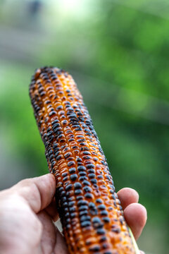 grilled sweet corn in hand 