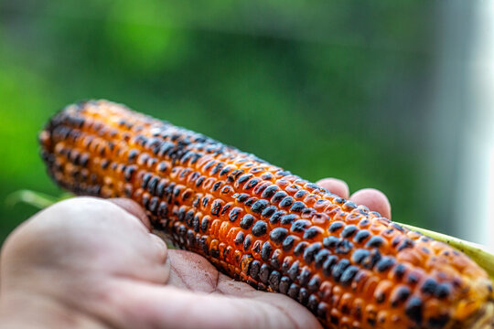 grilled sweet corn in hand 