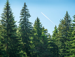 Pine tree forest in the Carpathian mountains against bright blue sky and a airplane contrail