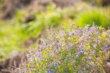Big pile of beautiful light blue flowers on sunrise on the green meadow grass illuminated by the sunlight. A Sunny spring day .