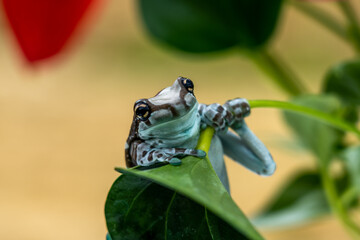 Trachycephalus resinifictrix (Harlequin frog) is sitting on a branch of a tree.