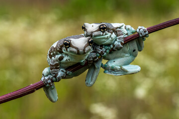 Trachycephalus resinifictrix (Harlequin frog) is sitting on a branch of a tree.