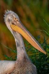 The Dalmatian pelican portrait photo