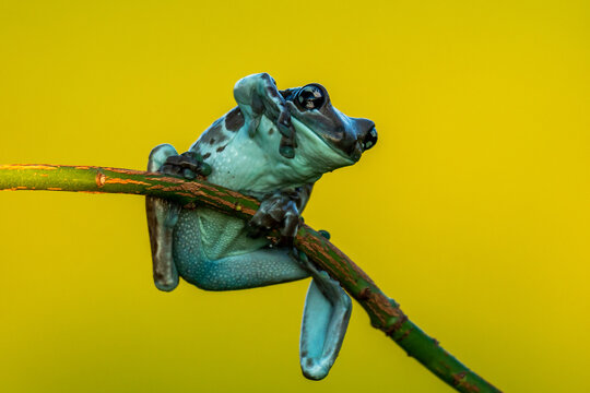 Trachycephalus resinifictrix (Harlequin frog) is sitting on a branch of a tree.