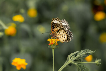 Un papillon noir et blanc se nourrit de nectar sur une petite fleur jaune.
