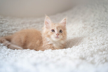 ノルウェージャンフォレストキャットの仔猫12