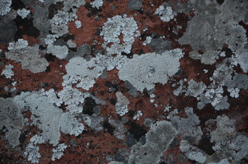 lichen on red stone