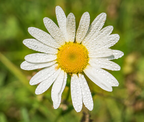 Fototapeta premium Leucanthemum vulgare also known as ox-eye daisy, oxeye daisy, dog daisy flower. Close up with a yellow white flower.