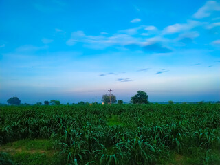 Green millet plants against the blue sky
