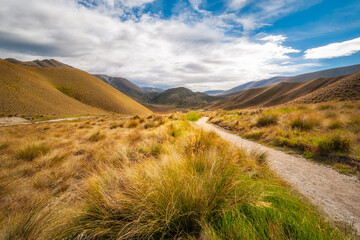 Golden Grasses at Lindis Pass in Otago Region, New Zealand, South Island. View from the hiking path from Summit Lookout on a beautiful summer day.