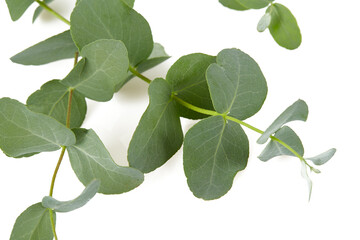 eucalyptus twig isolated on white background