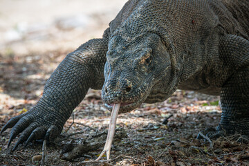 Komodo dragons seen on Komodo Island
