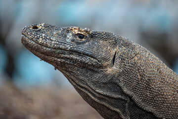 Komodo dragons seen on Komodo Island