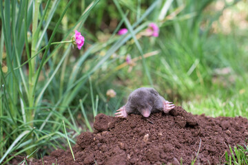 A mole has emerged on the surface of the soil in a flower garden