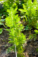 Carrots growing the garden