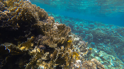 coral reef in the red sea