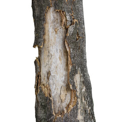 Brown textured bark, alive and growing isolated on white