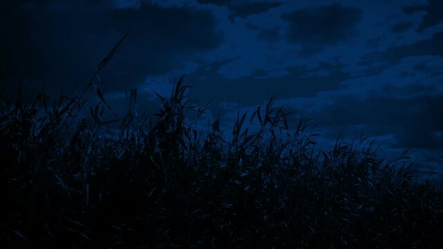 Corn Field At Night In The Wind