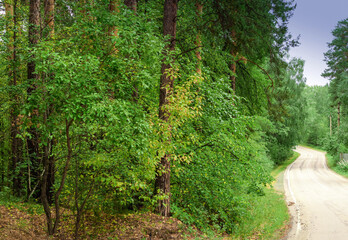 Fototapeta na wymiar Empty twisting road. Dangerous turn of the road in the forest.Beautiful forest landscape.