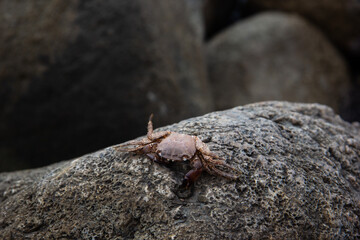 ants on a rock