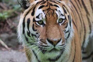 Fototapeta premium Amurtiger Zbliżenie