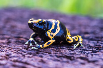 Yellow poison dart frog dendrobates leucomelas hiding in the undergrove. Beautiful tropical rain forest animal from the Amazon rainforest. A poisonous amphibian with black dots