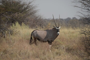 oryx in the wild
