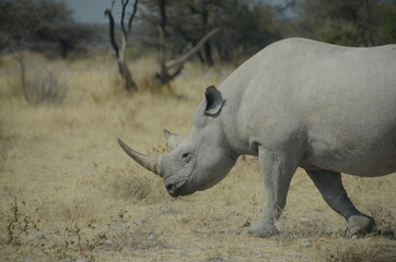 Obraz premium rhino in the wild