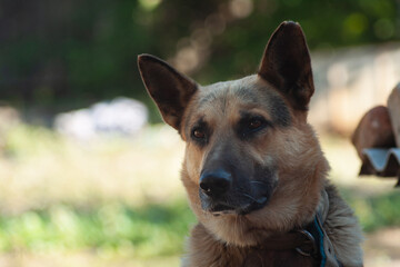 german shepherd dog