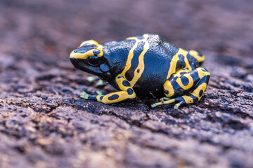 Yellow poison dart frog dendrobates leucomelas hiding in the undergrove. Beautiful tropical rain forest animal from the Amazon rainforest. A poisonous amphibian with black dots