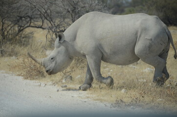 Fototapeta premium rhino in the wild