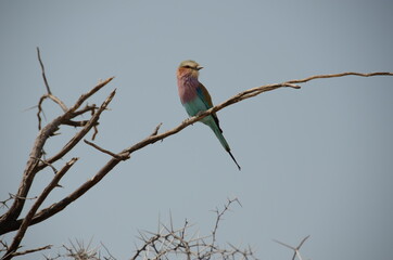 lilac breasted roller on a branch