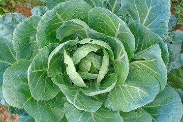 Obraz premium Cabbage green head vegetable in gardena
