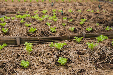 Young green vegetable grown in a organic farm with rice straw fertilizer.