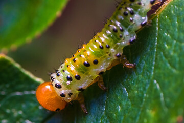 Macro shot of small caterpillar on a rose leaf