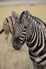 Fototapeta na wymiar zebra in namibia