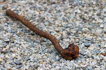 Knobkerrie on the ground: A short stick with a knob at the top, traditionally used by the indigenous people of Southern Africa for hunting and clubbing