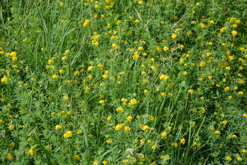 Alfalfa sickle (Medicago falcata) blooms in nature.In nature, alfalfa blooms yellow.