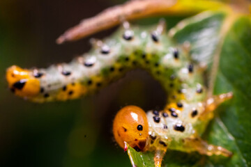 Macro shot of small caterpillar on a rose leaf