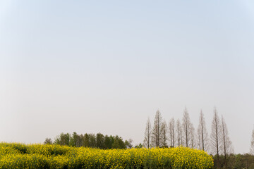 ポプラ並木と菜の花