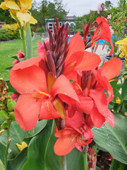 Rote Blüte einer Canna Pflanze im heimischen Garten