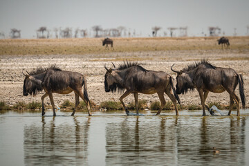 Fototapeta na wymiar Animals in Etosha National Park, Namibia