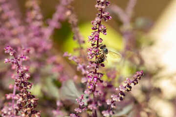 macro shot of holy basil plants .